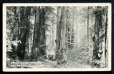 Early Armstrong Woods Guerneville California Historic Vintage Postcard picture