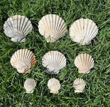 Lot of 9 Chesapecten middlesexensis Fossil Scallop Shell Miocene Virginia picture