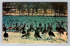 Rochester MN-Minnesota, Wild Geese At Lake, Antique, Vintage Souvenir Postcard picture