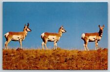 Postcard Yellowstone National Park Pronghorn Antelope Clean Unposted picture