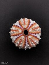 GIANT Coelopleurus granulatus deep sea urchin. 41mm Collectable sea shell #9707 picture