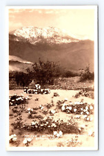 Old Postcard Mt San Jacinto RPPC Desert Flower Banning CA Undivided Back 1900's picture