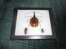 2 small real framed beetles 1 violin beetle in 5x6 riker mount    #34 picture