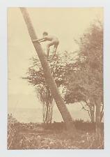 Native Boy Climbing for Coconuts Lahaina Hawaii Postcard Unposted Bishop Museum picture