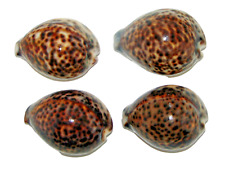 4 Polished Cypraea Tigris Sea Seashells Cowries picture