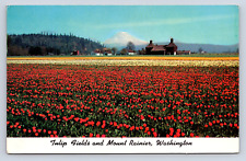 Vintage Postcard Mount Ranier Washington Tulip Fields picture