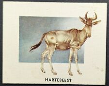 Vintage 1951 Hartebeest Topps Animals of the World Card #171 (Soft Corners) picture