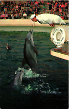 Marineland of the Pacific CA Sailor Feeding Dolphin Chrome Postcard Unposted picture