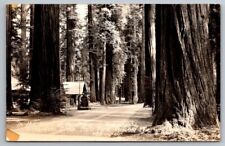 RPPC GARBERVILLE CALIFORNIA CA Richardson Grove State Park Camp Ground Postcard picture