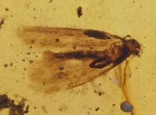 Detailed Lepidoptera (Moth), Fossil insect inclusion in Burmese Amber picture