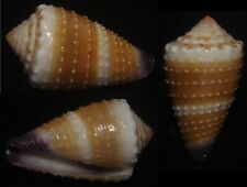 Tonyshells Seashells Conus floridulus GRANULOSE 24.5mm Gem, superb granulose picture