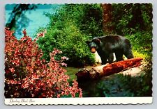 Yearling Black Bear North Carolina Vintage Unposted Postcard picture