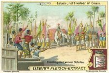 siam thailand, Welcoming of a White Elephant (1899) Liebig Trade Card picture