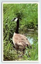 Beautiful Canada Canadian Goose Bird Vintage Postcard picture