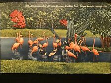 Vintage Postcard 1951 Flamingos African Cranes Parrot Jungle Miami Florida (FL) picture