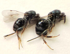 Chalcid Wasp: Monodontomerus sp. (Torymidae) USA  Hymenoptera Insect x2 picture