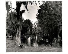 LG53 1963 Orig Doug Kennedy Photo SPANISH MOSS HANGING FROM TREES GAINESVILLE picture