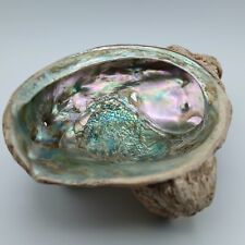 Vintage Large Iridescent Abalone Shell Barnacles 10