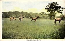 Elk in Field Buffalo New York Unused Postcard by Ezra Meeker 1910s picture