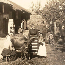 Swedish Woman Milking Cow Stereoview 1920s Lerdal Dalarna Sweden Farm Girls G66 picture
