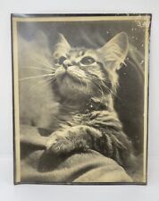 Antique Ernest Rawleigh Photograph Of Cat Looking Up  picture