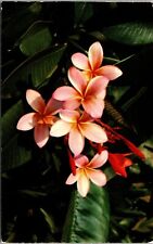 HI-Hawaii, Pink Plumieria, Scenic Flower View, Vintage Postcard picture