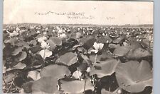 LOTUS BEDS grass lake il real photo postcard rppc illinois lake county flowers picture