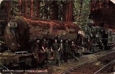 Hauling Giant Timber Oregon OR Big Trees Train Men Working c1910 Postcard picture