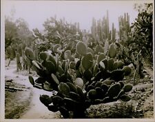 GA43 Original Photo PRICKLY PEAR CACTUS Desert Plant Growing Southwest Landscape picture