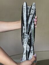 large Black Fossils Orthoceras Sculpture Tower @Morocco, 35 cm . hand carved picture