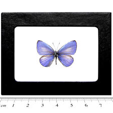 Udara dilecta REAL FRAMED BUTTERFLY PURPLE BLUE CHINA picture