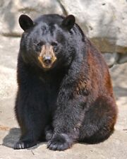 BLACK BEAR Glossy 8x10 Photo Nature Wildlife Print Poster picture