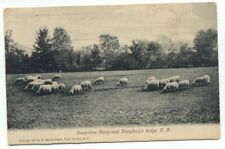 Hampshire Sheep near Humphrey's Ledge NH c1915 Postcard New Hampshire picture