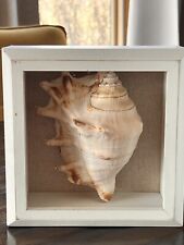 Set of 2 Natural Ocean CONCH Shell, White Wood Shadow Box Burlap Backdrop 5x5 in picture