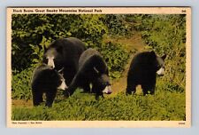 Great Smoky Mountains National Park, Black Bears, Antique, Vintage Postcard picture