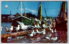c1960s Feast of the Gulls Seagulls Harbor Boat Dock Vintage Postcard picture