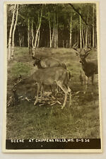 Vintage RPPC Postcard, Deer Scene at Chippewa Falls, Wisconsin picture