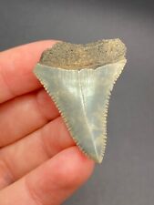 NC Great White Shark Tooth Fossil Sharks Teeth Fossils Ocean Gem Ancient picture