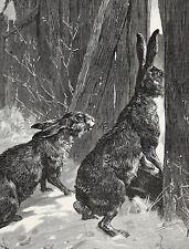 Rabbits Preparing to Raid the Garden Cabbage Large 1870s Antique Engraving Print picture