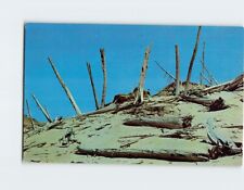 Postcard The Buried Forest, Sleeping Bear Sand Dune, Michigan picture