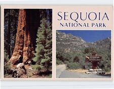 Postcard Sequoia National Park California USA North America picture