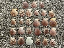 Lot Of 27 Shells Approximately 1” Wide Scallop Seashells Cream Color Craft picture