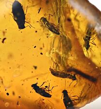 RARE Swarm of Beetles with bird feather, Fossil inclusion in Burmese Amber picture
