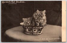 Tuck Landor's Cat Studies Fluffy Kittens Vintage Postcard picture