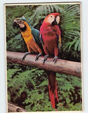 Postcard Two Parrots Paradise Park Manoa Valley Honolulu Hawaii USA picture