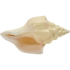 Chank Shell Divine Conch Shell 8-9