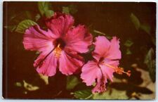 Postcard - Florida Hibiscus - Florida picture
