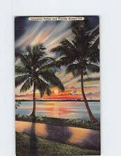 Postcard Coconut Palms and Florida Sunset Florida USA picture
