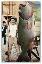 c1910's A Big Catch At Catalina Sea Bass 425 Lbs Unposted Antique Postcard picture