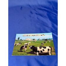 Pennsylvania black and white dairy cows Holstein postcard chrome picture